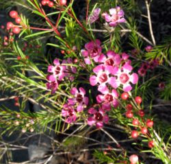 Photo du bonsai : Chamelaucium (Chamelaucium uncinatum)