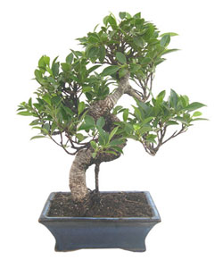 Photo du bonsai : Olivier (Olea europea sativa)