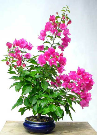 Photo du bonsai : Bougainville (Bougainvillea spectabilis)