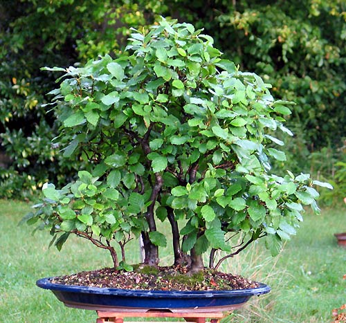 Photo du bonsai : Aulne Glutineux (alnus glutinosa)