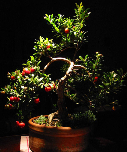 Photo du bonsai : Eugenia (Eugenia myrtifolia, Syzygium paniculatum)
