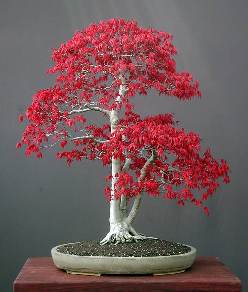 Photo du bonsai : Erable palm (Acer palmatum)