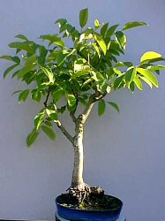 Photo du bonsai : Noyer (Juglans)