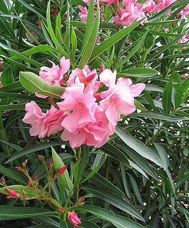 Photo du bonsai : Laurier rose (Nerium oleander)