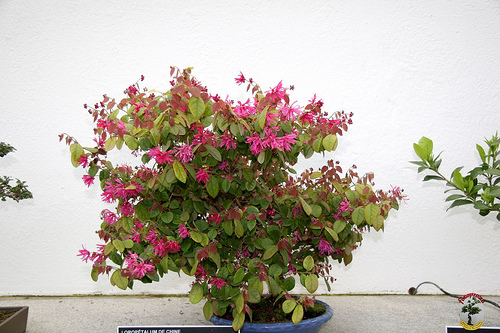 Photo du bonsai : Loropetalum (Loropetalum chinense, chinense rubrum)