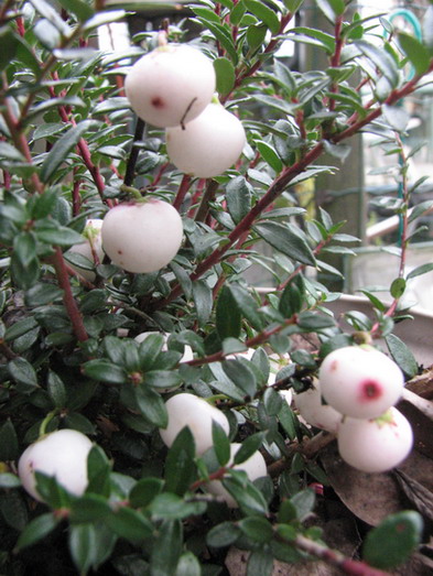 Photo du bonsai : Pernettya (Pernettya mucronata, Pernettya nana)