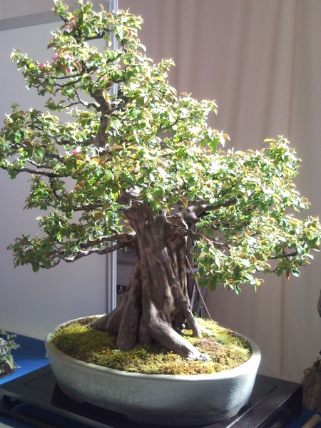 Photo du bonsai : Cognassier de Chine (Pseudocydonia sinensis)