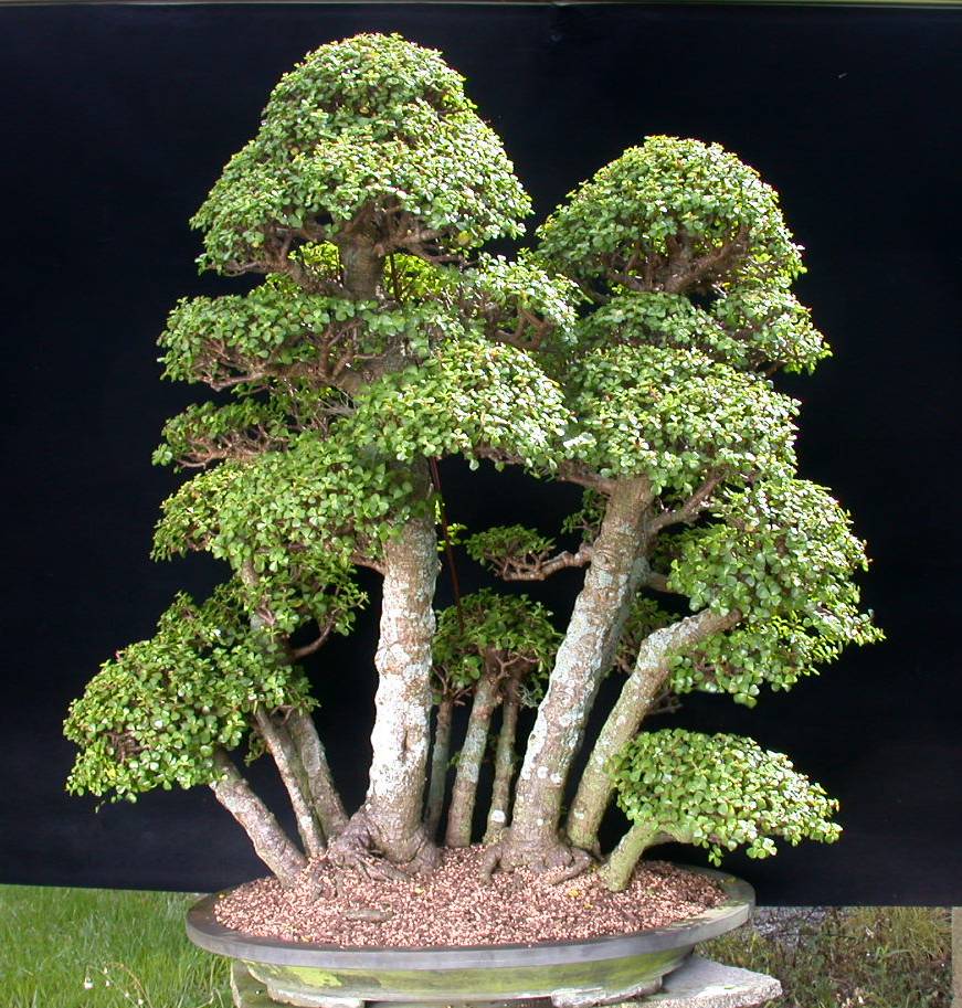 Photo du bonsai : Portulacaria (Portulacaria afra)