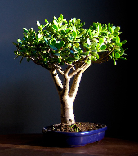 Photo du bonsai : Crassula (Crassula ovata)