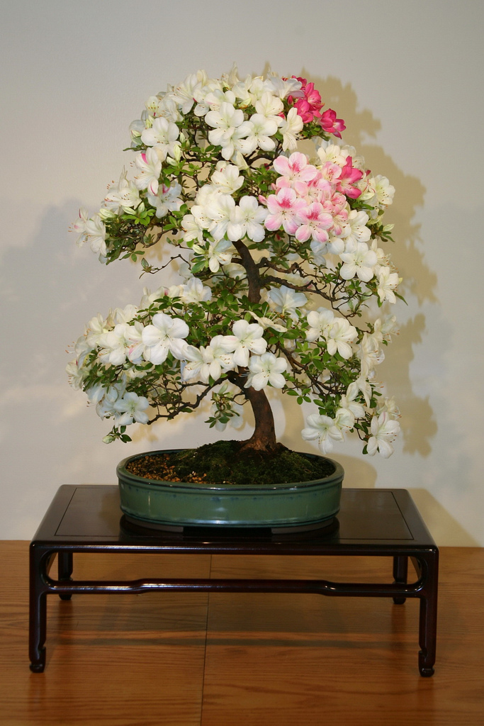 Photo du bonsai : Azalée (Rhododendron indicum)