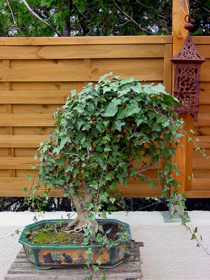 Photo du bonsai : Lierre (hedera)
