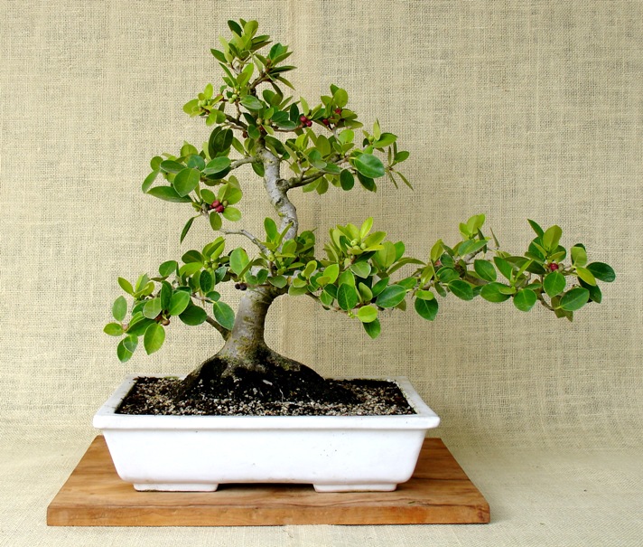 Photo du bonsai : Ficus Panda (Ficus retusa formosanum)
