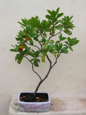 Photo du bonsai : Arbousier (arbutus unedo)
