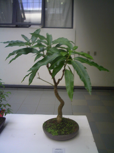 Photo du bonsai : Manguier (Mangifera indica)