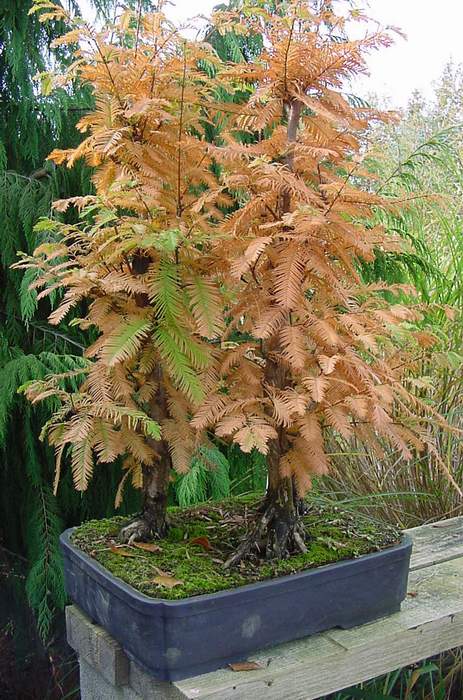 Photo du bonsai : Metasequoia (Metasequoia glyptostroboides)