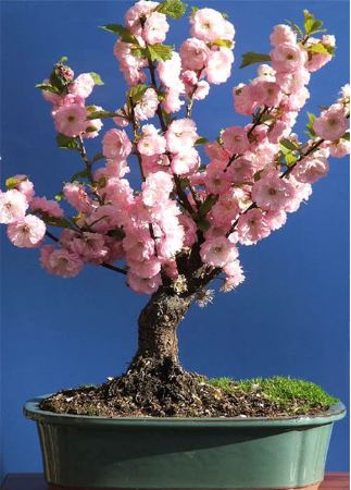 Photo du bonsai : Amandier de Chine (Prunus triloba)