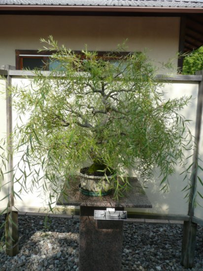 Photo du bonsai : Saule pleureur (Salix Babylonica)