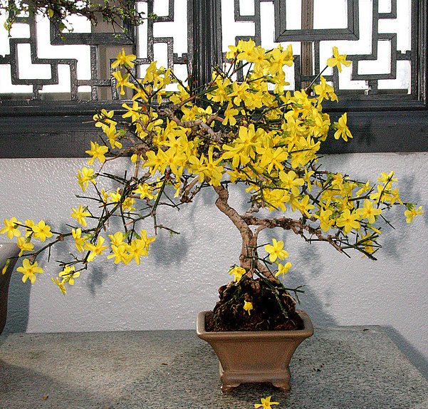 Photo du bonsai : Jasmin (Jasminum)