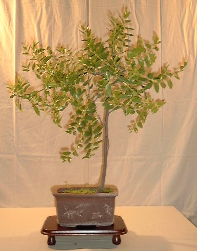 Photo du bonsai : Jujubier (Ziziphus jujuba)