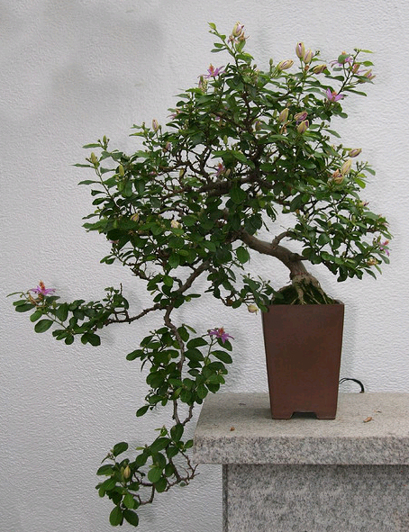 Photo du bonsai : Grewia occidentalis (Grewia occidentalis)