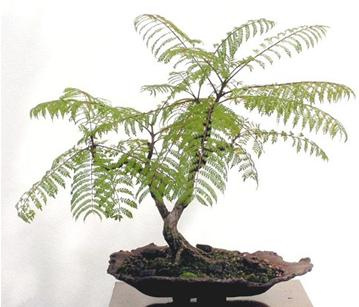 Photo du bonsai : Jacaranda (Jacaranda mimosifolia)