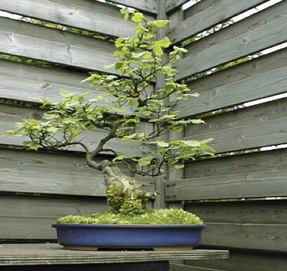 Photo du bonsai : Noisetier (Corylus avellana)