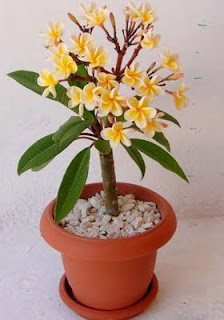 Photo du bonsai : Frangipanier (plumeria)
