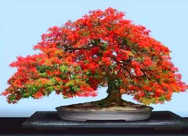 Photo du bonsai : Delonix flamboyant (Delonix regia)