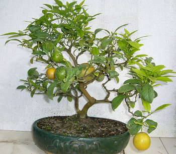 Photo du bonsai : Citronnier (Citrus)