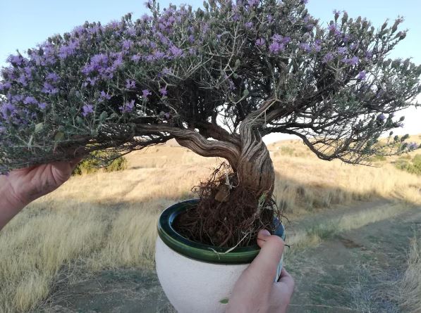 Photo du bonsai : Thym (Thymus vulgaris)