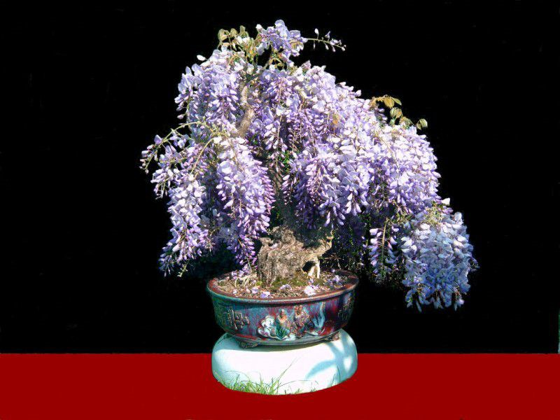 Photo de la catgorie En Fleur