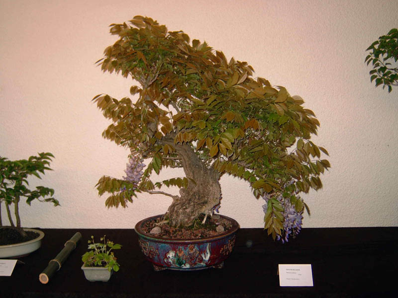 Photo du bonsaï : glycine