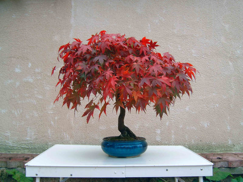 Photo du bonsaï : acer palmatum