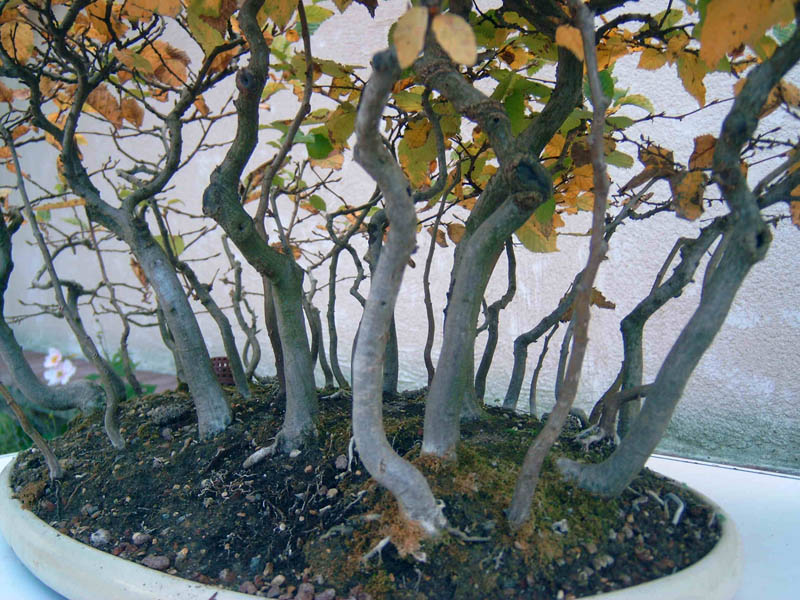 Photo du bonsaï : détail de la forét