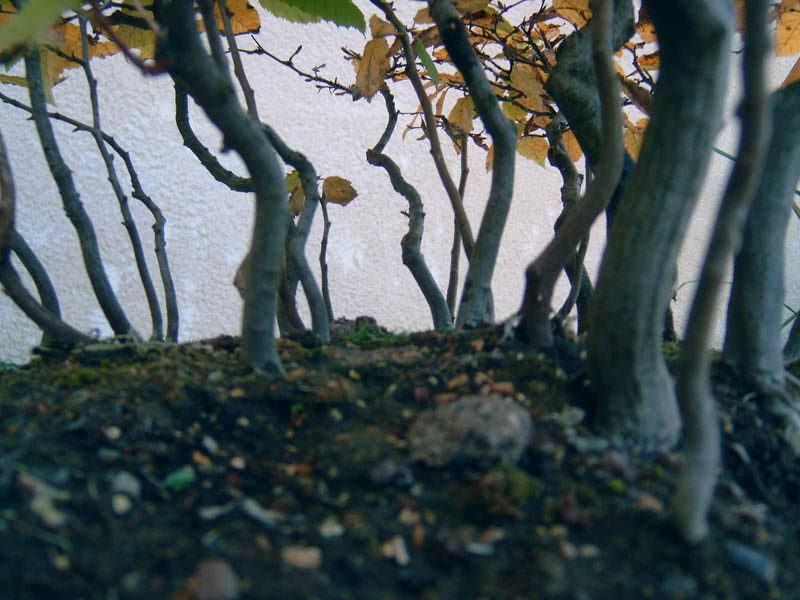 Photo du bonsaï : détail forét