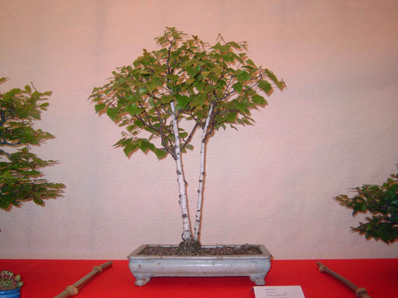 Photo du bonsaï : bouleau  bétula alba