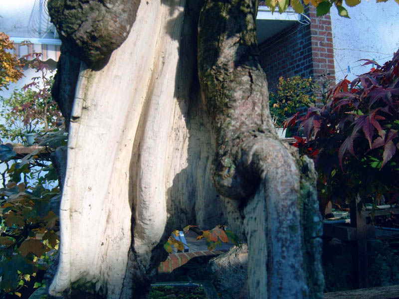 Photo du bonsaï : orme champétre ulmus campestris