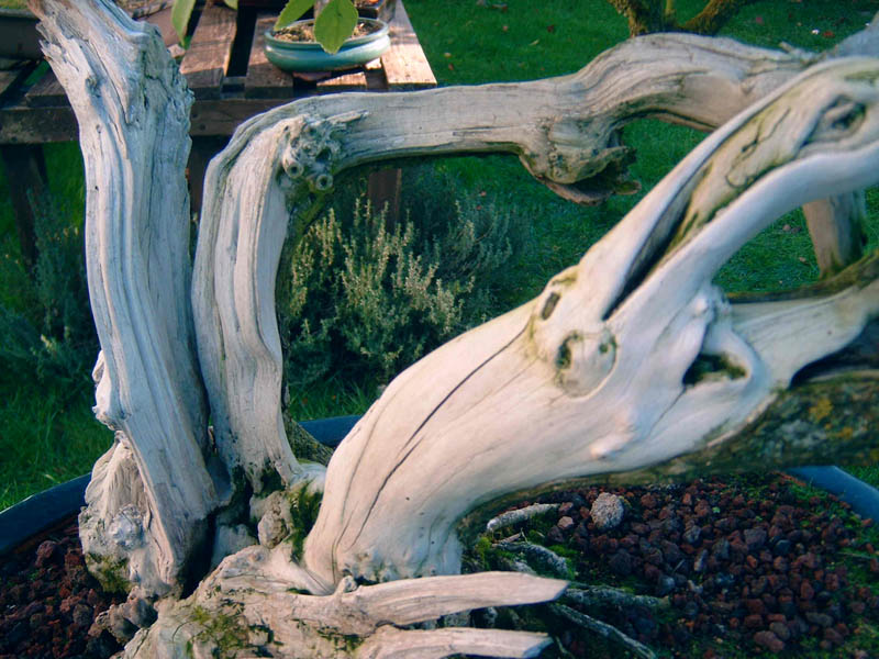 Photo du bonsaï : srureau noir  sambucus nigra