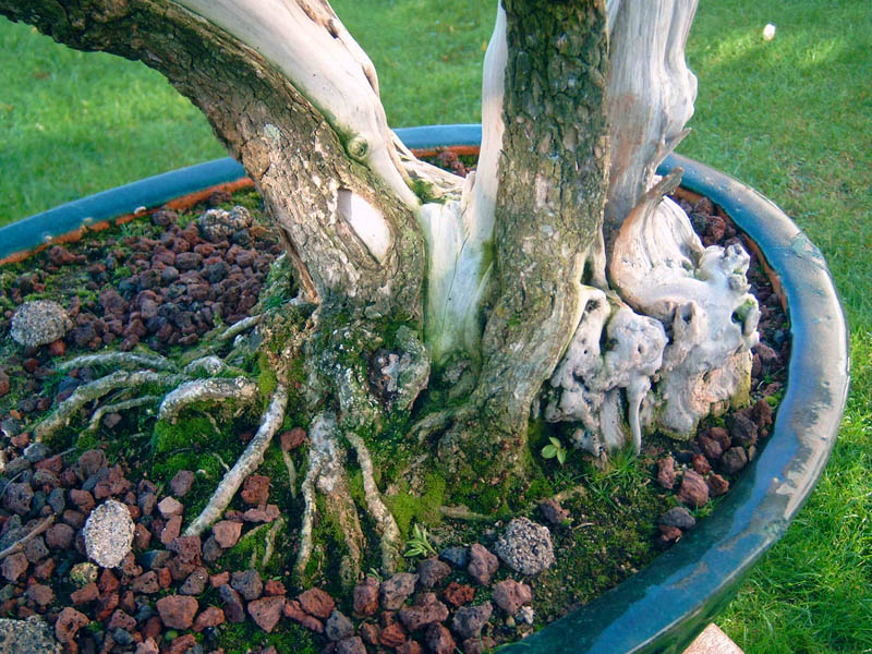 Photo du bonsaï : sureau noir  sambucus nigra