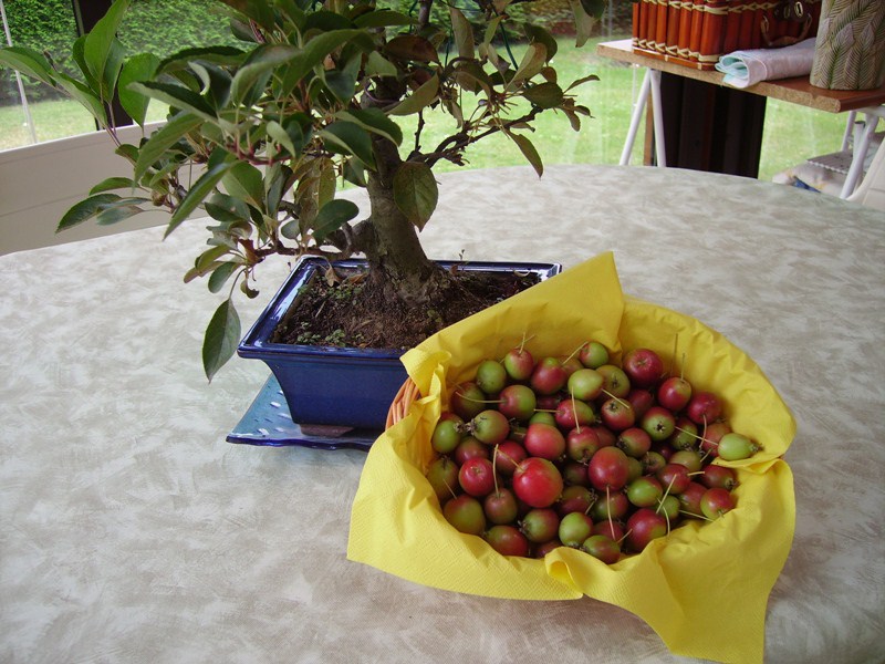 Photo du bonsaï : pommier