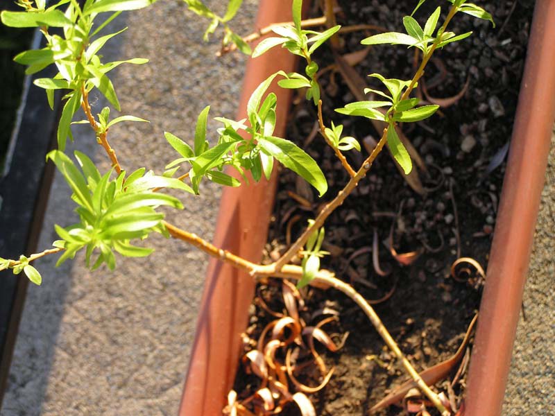 Photo du bonsaï : 12/04/2008 - photo du : Saule pleureur