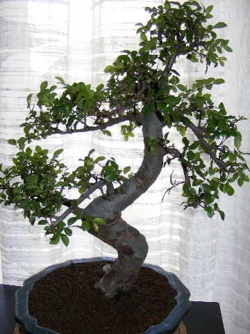 Photo du bonsaï : ulmus parvifolia ou orme de chine