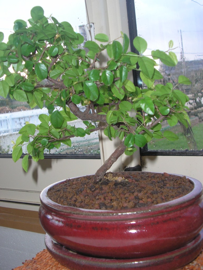 Photo du bonsaï : sageretia