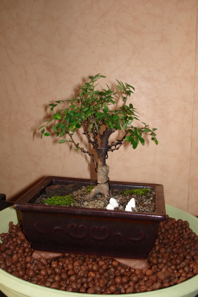 Photo du bonsaï : 08/05/2008 - photo du : Kiko (arbre_enfant)