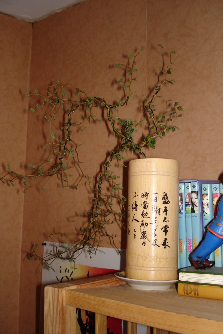 Photo du bonsaï : 08/05/2008 - photo du : Koumo (Araignée)