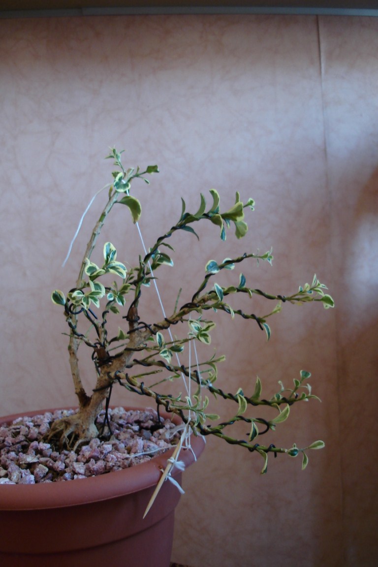 Photo du bonsaï : 08/05/2008 - photo du : Kyufu (vent fort)