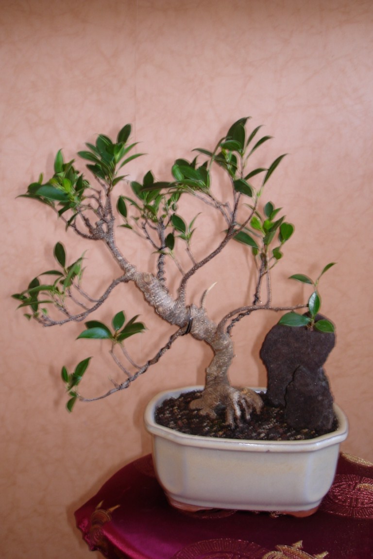 Photo du bonsaï : 08/05/2008 - photo du : Tako (la pieuvre)