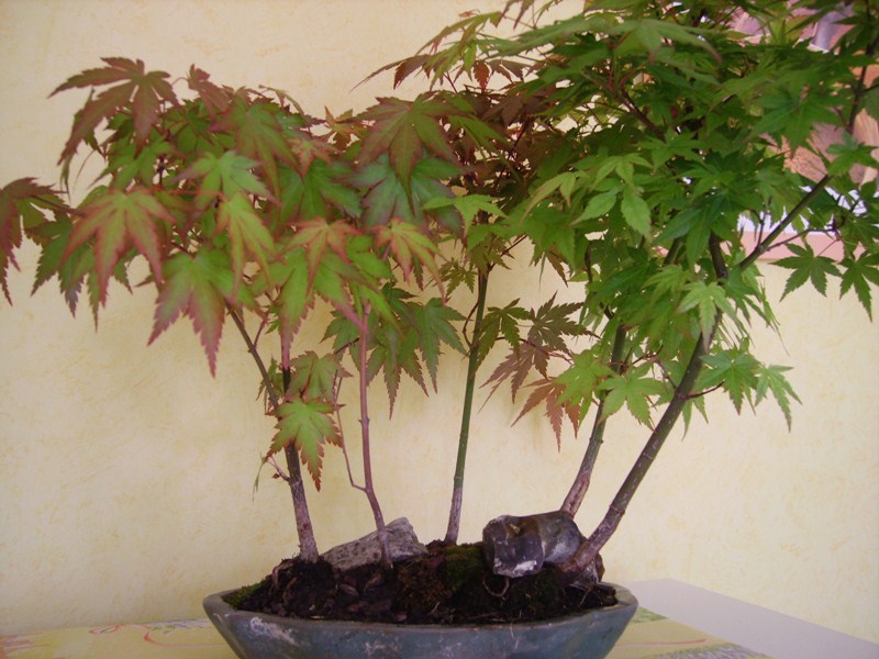 Photo du bonsaï : érable