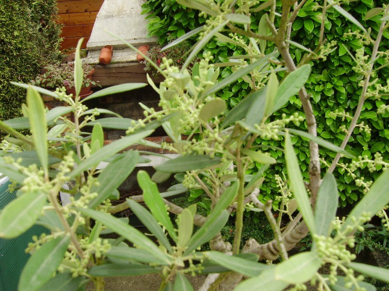 Photo du bonsaï : olivier 