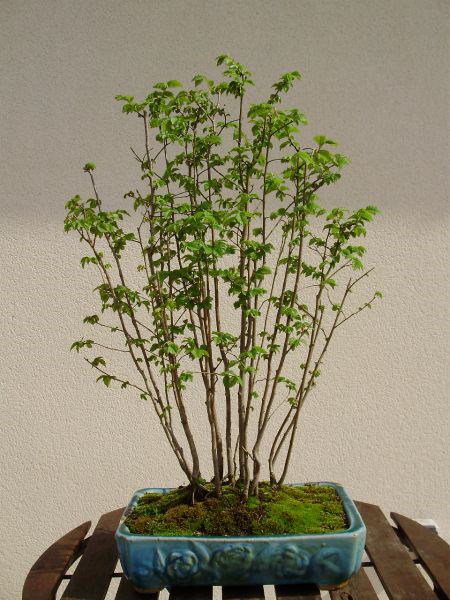 Photo du bonsaï :  forêt d'orme champêtre 